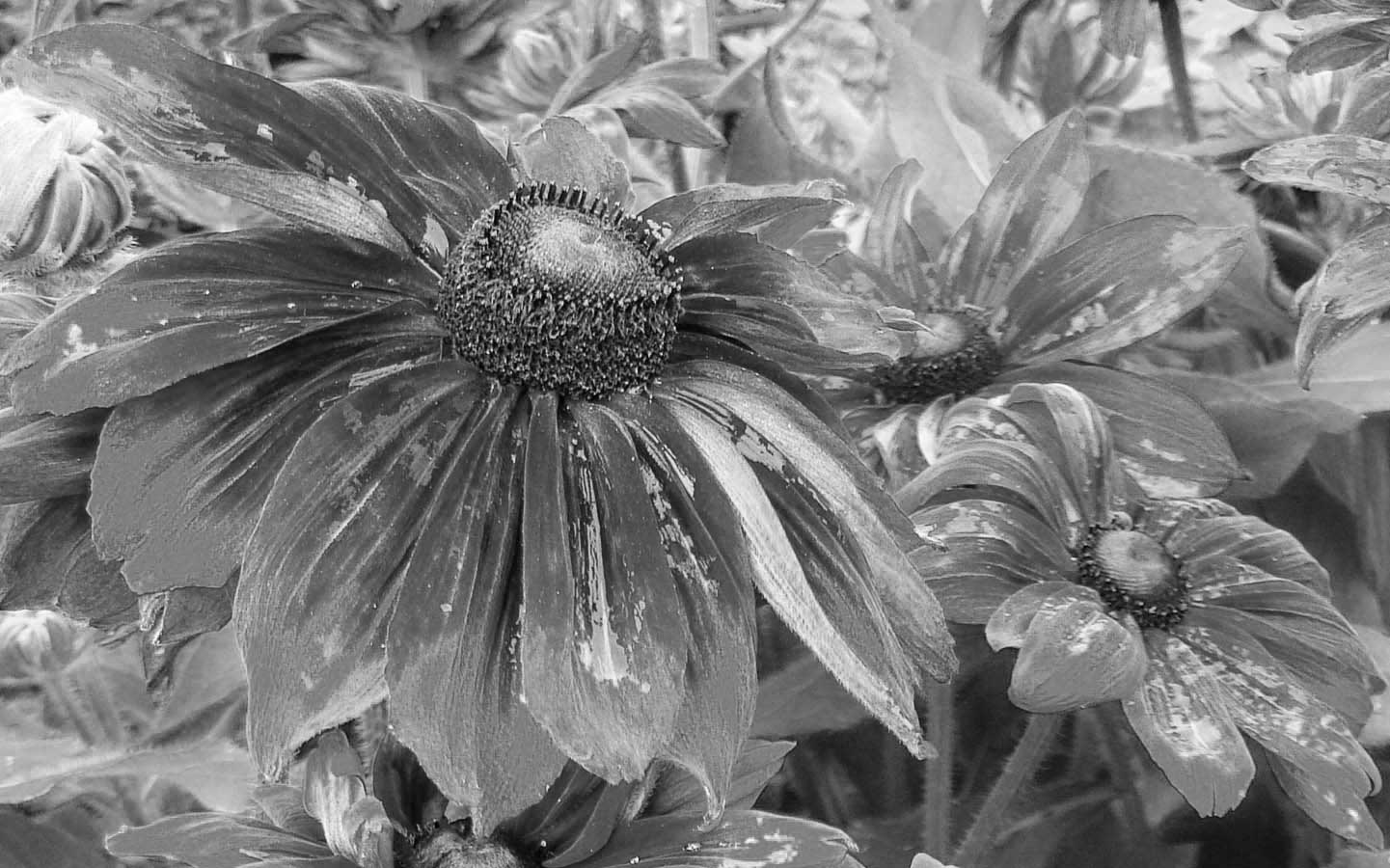 The Path of Beauty - Black and White