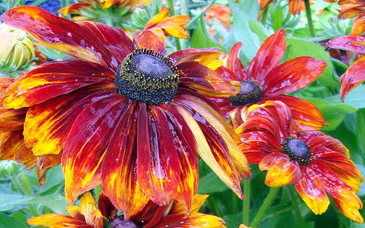 The Path of Beauty - Color