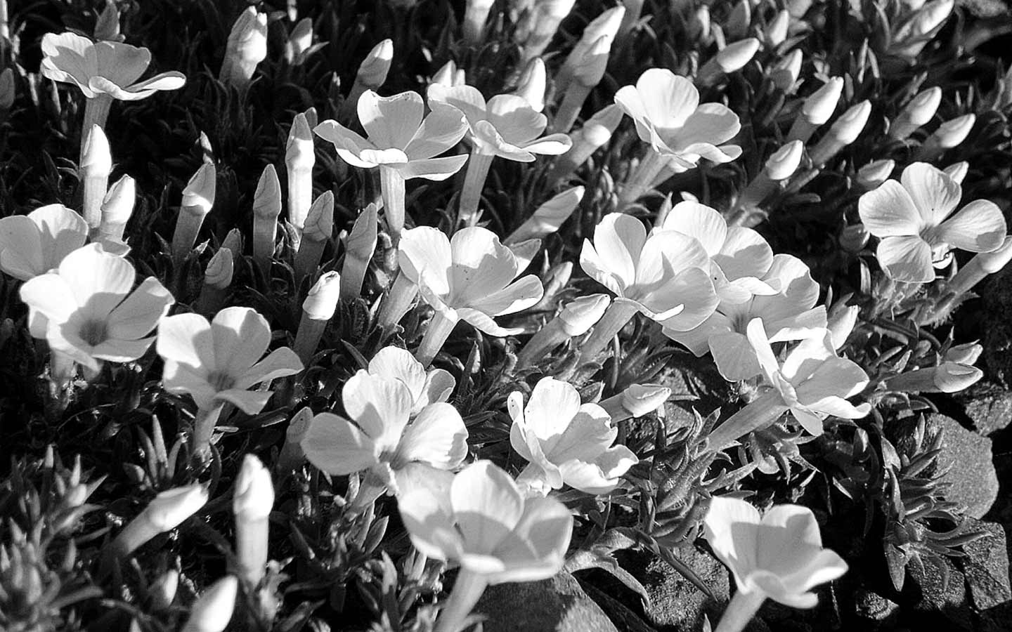 The Path of Beauty - Black and White
